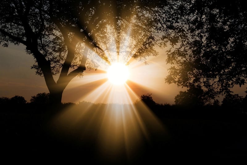 Forest Sunbeam